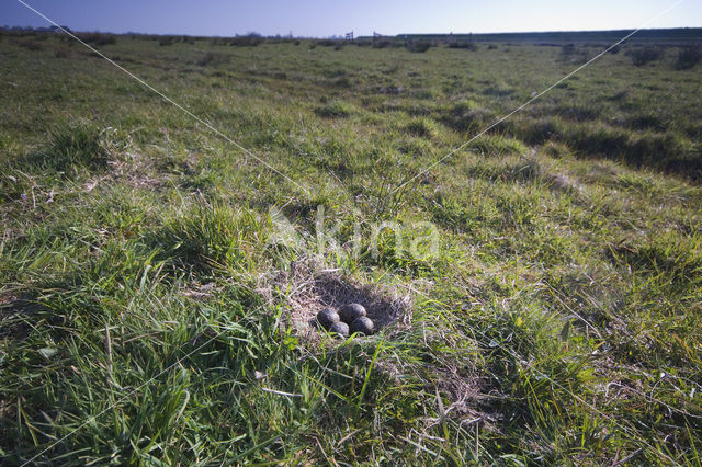 Lapwing (Vanellus vanellus)