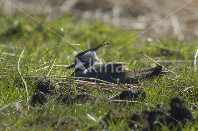 Lapwing (Vanellus vanellus)