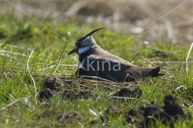 Lapwing (Vanellus vanellus)