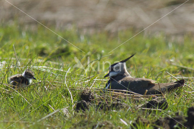 Lapwing (Vanellus vanellus)