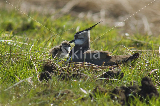 Kievit (Vanellus vanellus)