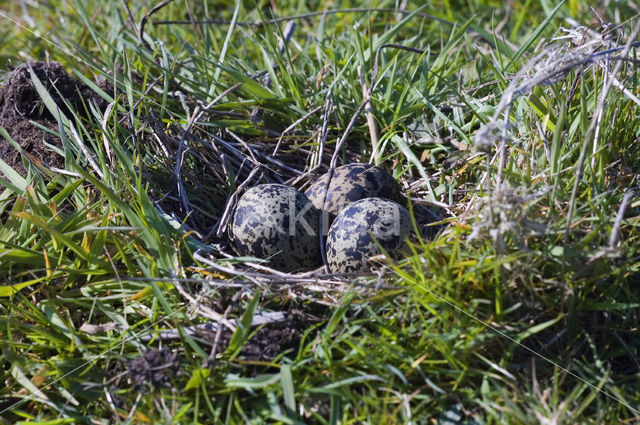 Kievit (Vanellus vanellus)