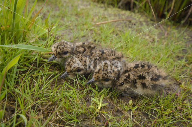 Kievit (Vanellus vanellus)
