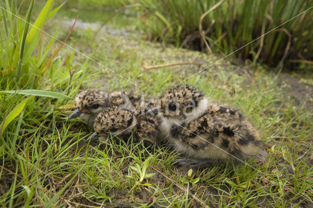 Kievit (Vanellus vanellus)