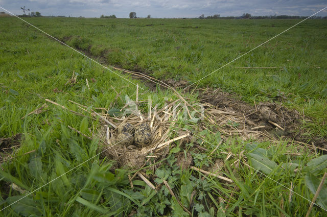 Lapwing (Vanellus vanellus)