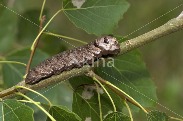 Klein avondrood (Deilephila porcellus)