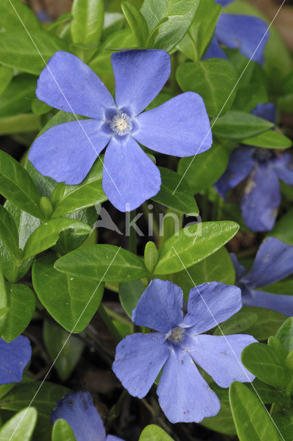 Kleine maagdenpalm (Vinca minor)