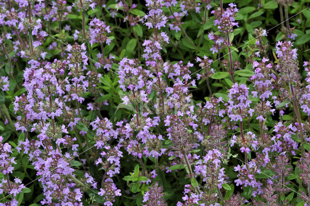 Breckland Thyme (Thymus serpyllum)