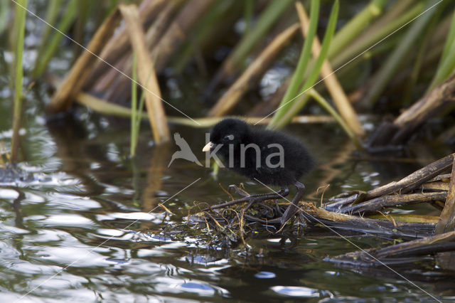 Kleinst Waterhoen (Porzana pusilla)