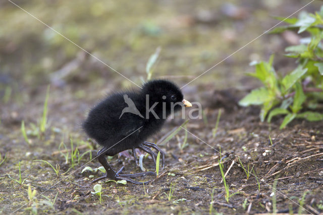 Baillon’s Crake (Porzana pusilla)