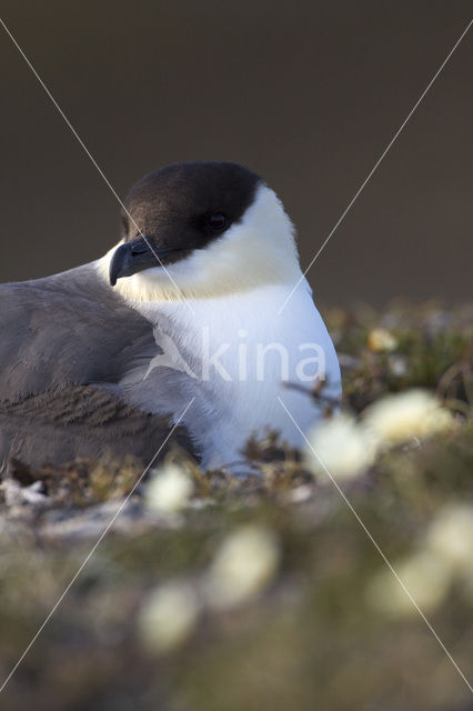 Long-tailed Jaeger (Stercorarius longicaudus)