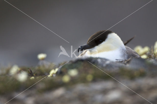 Long-tailed Jaeger (Stercorarius longicaudus)