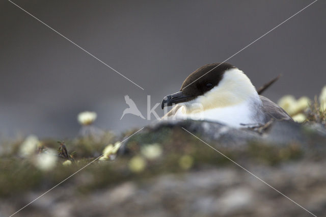 Kleinste Jager (Stercorarius longicaudus)