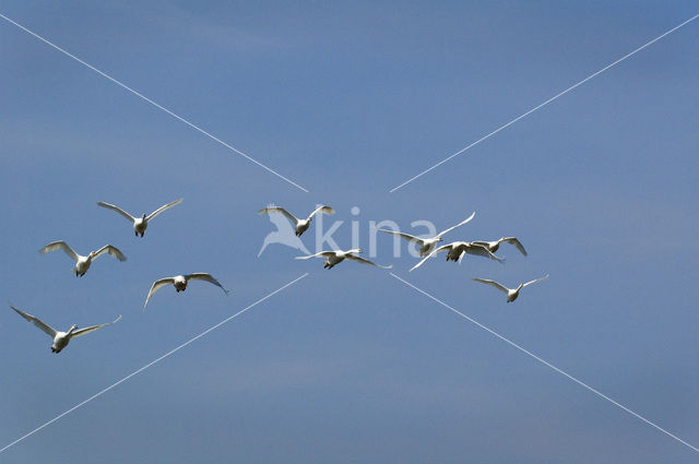 Knobbelzwaan (Cygnus olor)