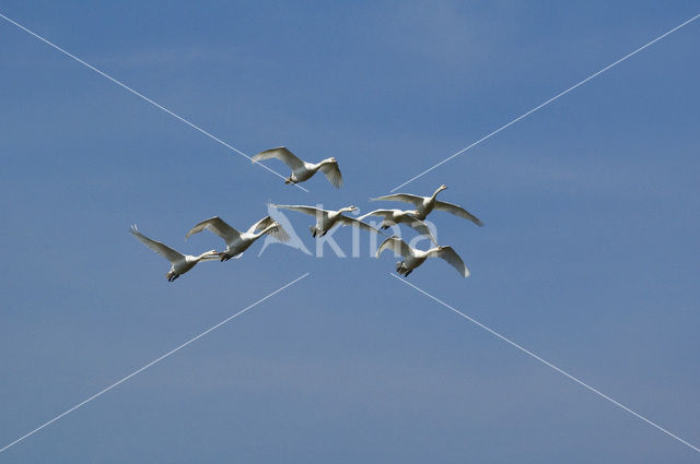 Knobbelzwaan (Cygnus olor)