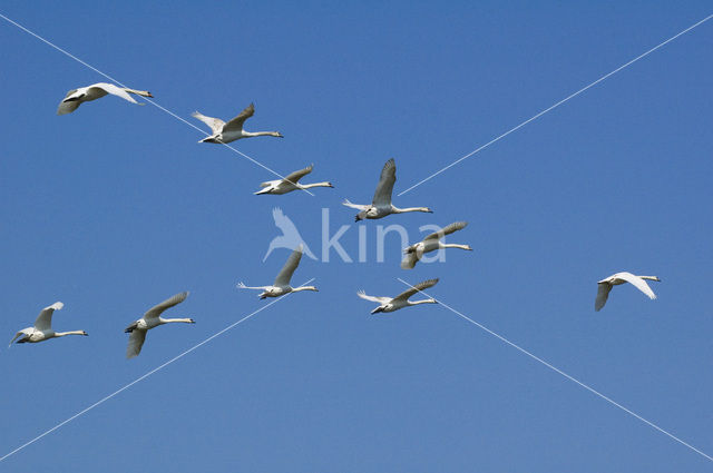 Knobbelzwaan (Cygnus olor)