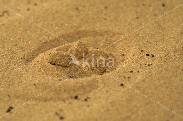 Common Spadefoot Toad (Pelobates fuscus)