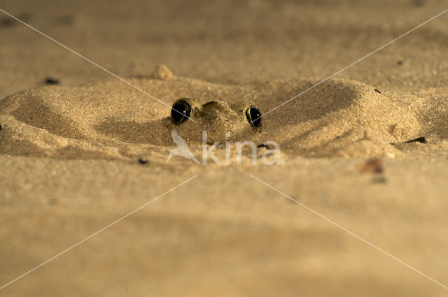 Common Spadefoot Toad (Pelobates fuscus)