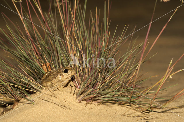 Knoflookpad (Pelobates fuscus)