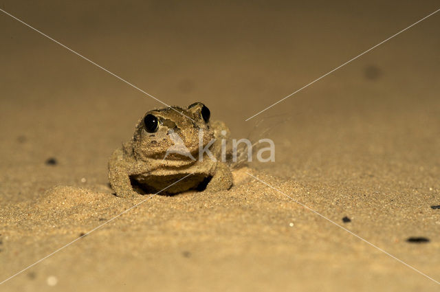 Knoflookpad (Pelobates fuscus)