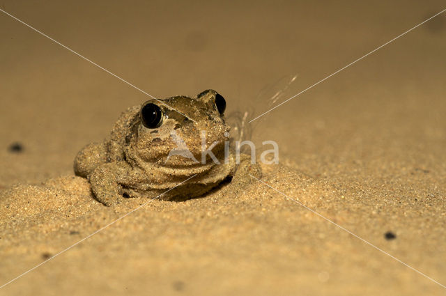 Common Spadefoot Toad (Pelobates fuscus)