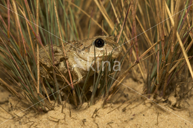 Common Spadefoot Toad (Pelobates fuscus)