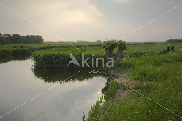 Knotwilg (Salix alba)