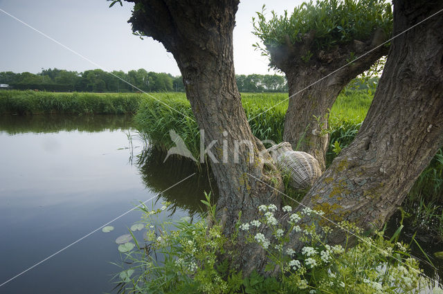 Knotwilg (Salix alba)