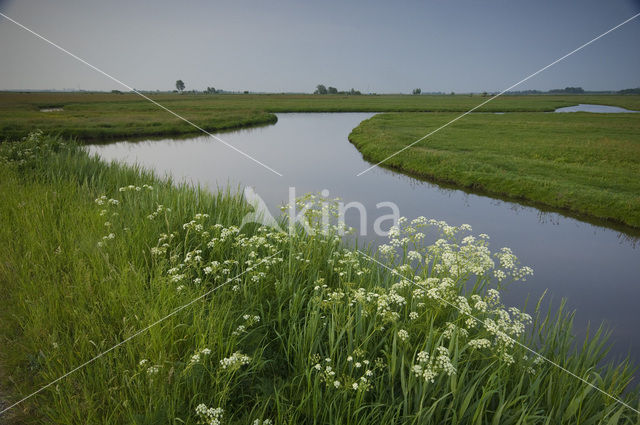 Knotwilg (Salix alba)