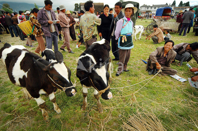 Cow (Bos domesticus)