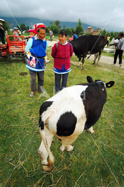 Cow (Bos domesticus)