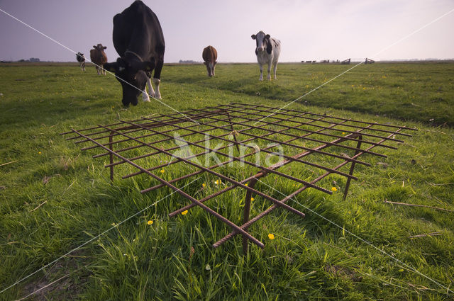 Cow (Bos domesticus)