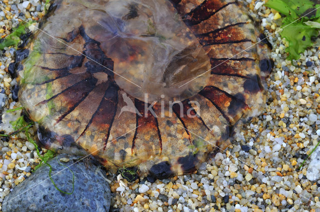 Compass Jellyfish (Chrysaora hysoscella)