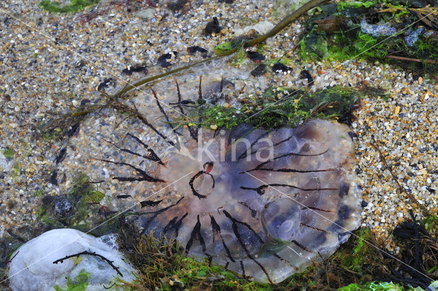 Compass Jellyfish (Chrysaora hysoscella)