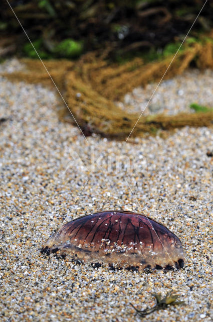 Compass Jellyfish (Chrysaora hysoscella)