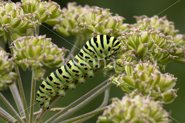 Swallowtail (Papilio machaon)