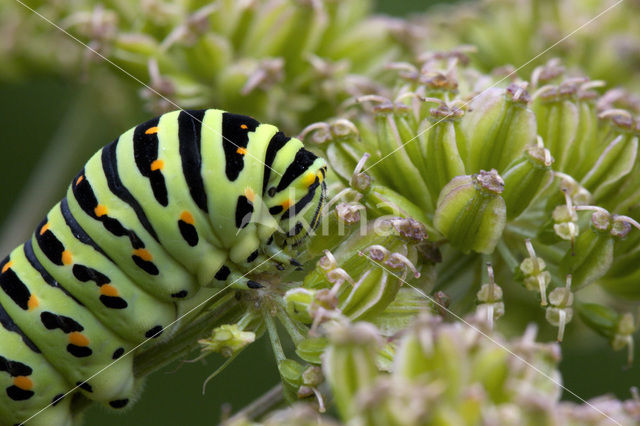 Swallowtail (Papilio machaon)