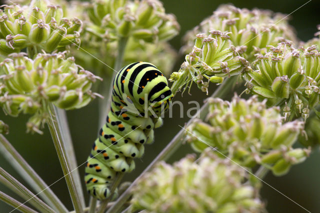 Koninginnepage (Papilio machaon)