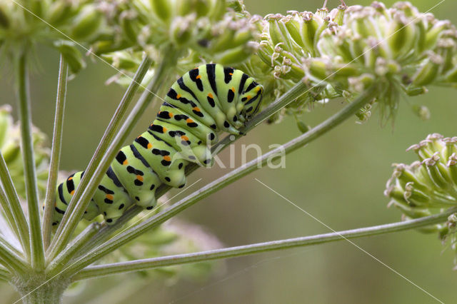 Swallowtail (Papilio machaon)