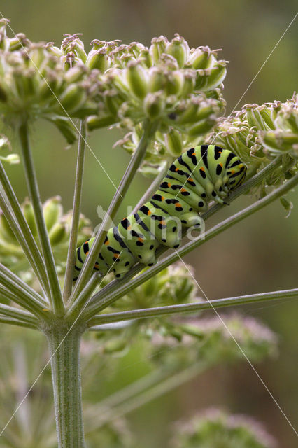 Swallowtail (Papilio machaon)