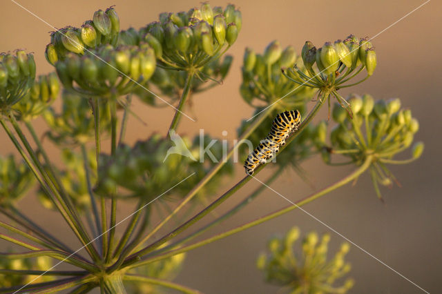 Koninginnepage (Papilio machaon)