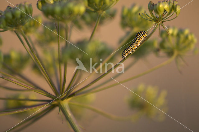 Swallowtail (Papilio machaon)