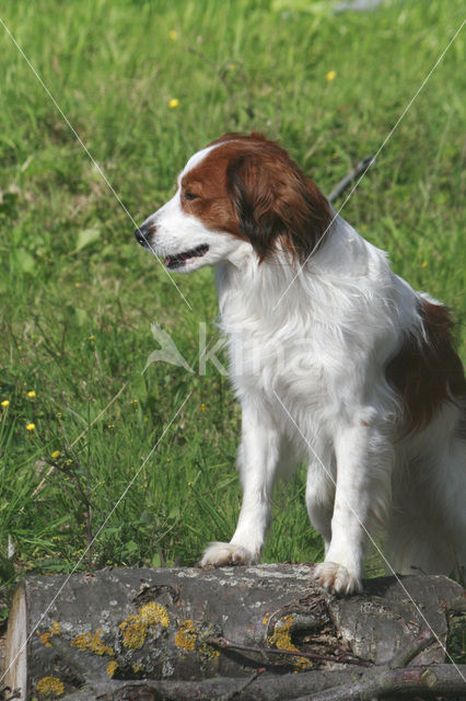 Kooikerhond (Canis domesticus)