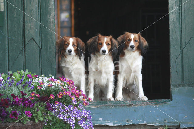 Kooikerhond (Canis domesticus)