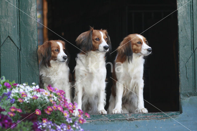 Kooikerhond (Canis domesticus)