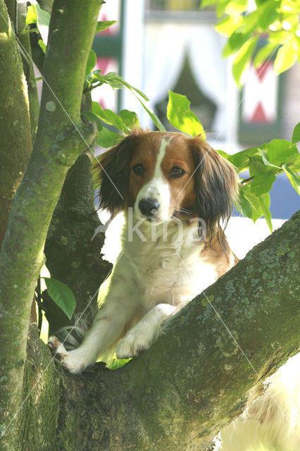 Dutch Decoy Spaniel