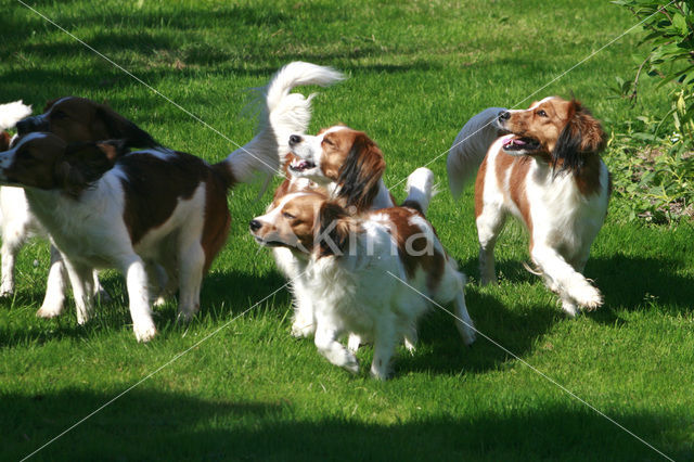 Kooikerhond (Canis domesticus)