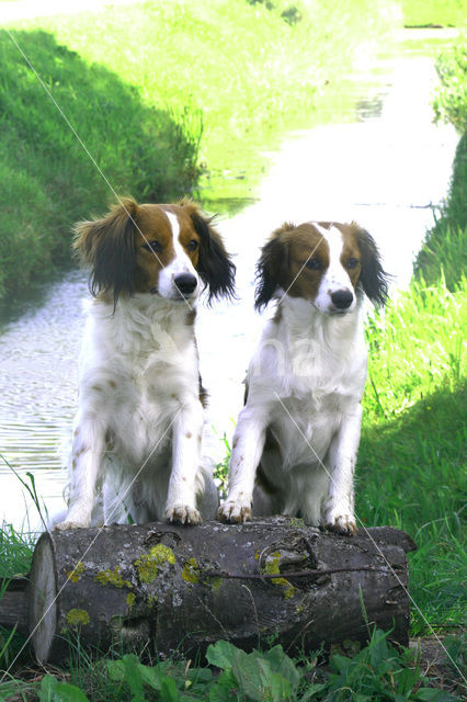 Kooikerhond (Canis domesticus)