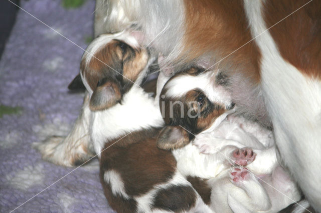 Dutch Decoy Spaniel