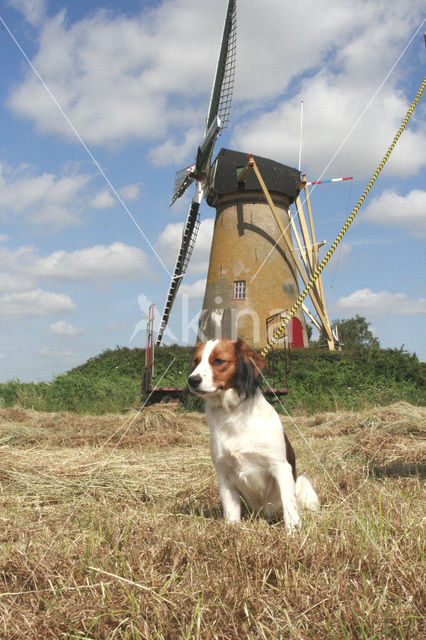 Dutch Decoy Spaniel